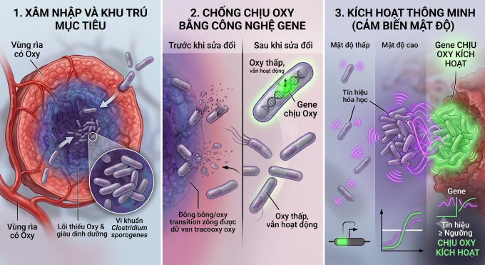 Vi Khuẩn “Ăn Khối U”: Bước Đột Phá Mới Trong Điều Trị Ung Thư Từ Bên Trong